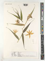 Image result for Littonia modesta