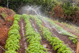 However you irrigate, be sure that you are applying the water slowly enough that it does not puddle and run off the soil. Irrigation Systems In A Green Vegetable Garden Stock Photo Picture And Royalty Free Image Image 54217361