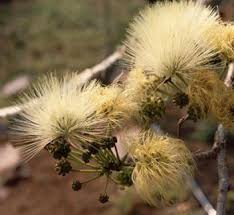 Image result for Albizia tanganyicensis