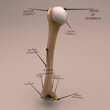 1833925 3d models found related to long bones of the leg. Anatomy Human Arm Bone 3d Model Kezan S Portfolio