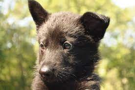 Black german shepherds can be completely black; Purebred German Shepherd Puppies For Sale July 2021 By Hayes Haus
