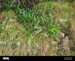 Image result for Elaphoglossum acrostichoides