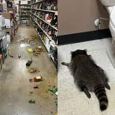 🤣Drunk raccoon passes out in liquor store bathroom after breaking in and trashing shelves Animal control officers in Virginia got a wild call this weekend when a raccoon broke into a liquor