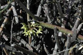 Image result for Cynanchum viminale