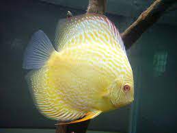 Resultado De Imagen Para Discus Peces De Acuario Pez Disco Hermoso Pez