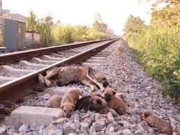 Rescue 6 poor puppies on the train tracks when their mother ...