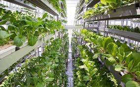 top 15 easy diy hydroponics plans to