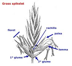Image result for Poaceae