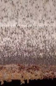 Don't be fooled by the name bed bugs, they can live in most household items; Worst Case Of Bed Bugs Ever Found On Mattress The Owner Still Sleeps On