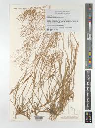 Image result for Eragrostis atrovirens