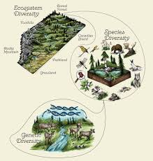 Ecological biogeography | World Biogeography Class Notes |... | Fiveable