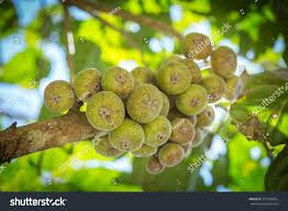 Image result for Moraceae