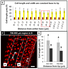 Maybe you would like to learn more about one of these? Emergence And Patterning Of The Five Cell Types Of The Zea Mays Anther Locule Abstract Europe Pmc