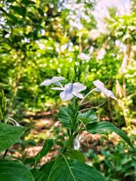 Image result for Barleria setosa