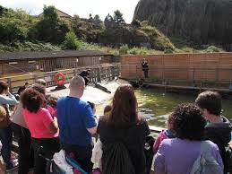 Maybe you would like to learn more about one of these? Seal Enclosure Picture Of Deep Sea World North Queensferry Tripadvisor