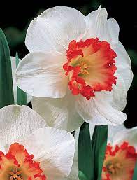 Ring Of Fire Daffodil Pack Of 10 Flowers Daffodils Spring Flowers