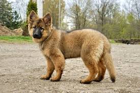 Red Haired German Shepherd Dogs Long Haired German Shepherds Page 2 German Shepherd Dog Forums Germanshepherd Doge Puppy S Duitse Herdres