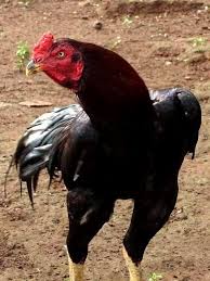 Check spelling or type a new query. Rooster Bird Breeds Fancy Chickens Beautiful Chickens