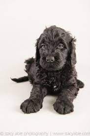Home to the greatest selection of films and tv in a simple to navigate store, making it easy for you to buy dvds online. Barbet Dog Breed Information Images Characteristics Health