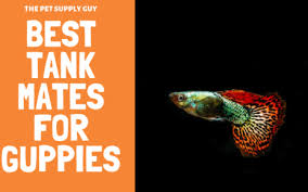 Easiest Fish To Care For In A Bowl The Pet Supply Guy In 2020 Cool Tanks Community Tanks Neon Tetra