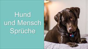 (aldous leonard huxley) ♥ home » sprüche hund mensch beziehung lustig » hund mensch sprüche. Hund Und Mensch Spruche Youtube