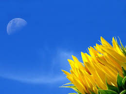 Download and use 70,000+ flowers stock photos for free. Yellow Flower Wallpapers Group 86