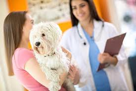 Canine prostate cancer mostly occurs in the form of carcinomas (prostate adenocarcinoma). Symptoms Of Prostate Cancer In Dogs