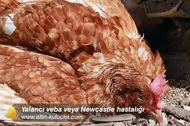 tavuklarda newcastle hastaligi sallabas hastaligi altin kulucka