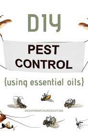 Roaches hide in dark places and away from where they can be seen. 10 Essential Oil Pest Control Formulas You Can Make