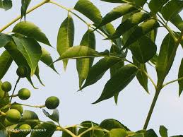 Image result for Melia azedarach