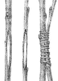 نتیجه جستجوی لغت [graft] در گوگل
