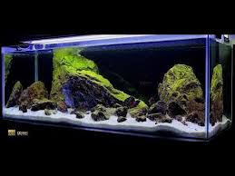 Lake Tanganyika Congo Moliro Youtube Cichlid Aquarium Biotope Aquarium Lake Tanganyika
