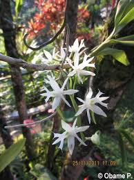 Image result for Tridactyle tricuspis