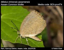 Image result for Millettia bussei