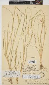 Image result for Eriochloa fatmensis
