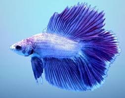 Paling Bagus 24 Gambar Wallpaper Ikan Cupang Ikan Cupang 3d Wallpaper For Android Apk Download Wallpaper Ikan Cupang For Android Apk Di 2020 Betta Ikan Cupang Ikan