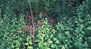 Maybe you would like to learn more about one of these? Garlic Mustard Invasive Destructive Edible