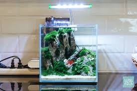 Ultum Nature Systems Planted Cube Betta Tank Betta Fish Tank Betta Fish Fish Tank