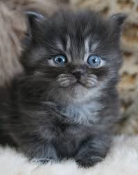 Pay the remaining amount via paypal. Gray Siberian Cat Kitten Novocom Top