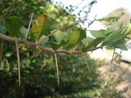 Image result for Dovyalis xanthocarpa