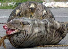 7 Python Meals That Got Really Ugly