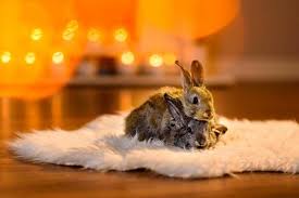 Because people are destroying its homes. Aggression In Rabbits Why Is My Rabbit Suddenly Aggressive Causes Tips