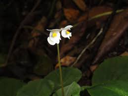 Image result for Begonia poculifera
