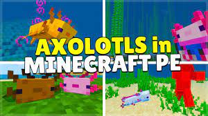 Once you've caught some minecraft axolotls, when you release them into open water, they will just swim around decimating every fish and enemy in the vicinity. We Added Axolotls To Minecraft Pe Before The Devs Mobile Xbox Pc Switch Ps4 Youtube