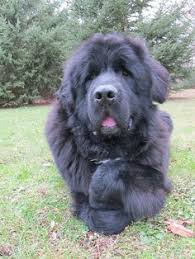 Purebred beagle puppies kingston ontario pocket beagles, bluetick coonhound pups, redbone coon hound puppies for sale. 900 Newfies Ideas Newfoundland Dog Newfoundland Big Dogs