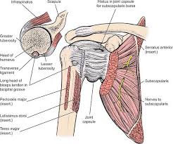 Upper limb trauma programme of extensor tendons are essential in the rehabilitation of these types of injuries. The Shoulder Musculoskeletal Key