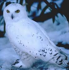 And it's one of our favorites. Owl Chouette Buho Gif On Gifer By Fordrenn