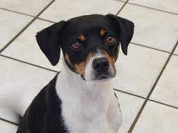 Adopt Clooney On Petfinder Dog Names Dogs Humane Society