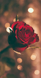 Sommer, natur, blumen, rosen, rosenstrauß, rosen in allen farben, pink, rosa, rot, weiß, schwarz weiß, blau, orange. Pin Von Diana Olivas Auf Wallpapers 4 Ur Rosentapete Blumen Bilder Romantische Bilder