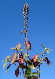 Image result for Achyranthes